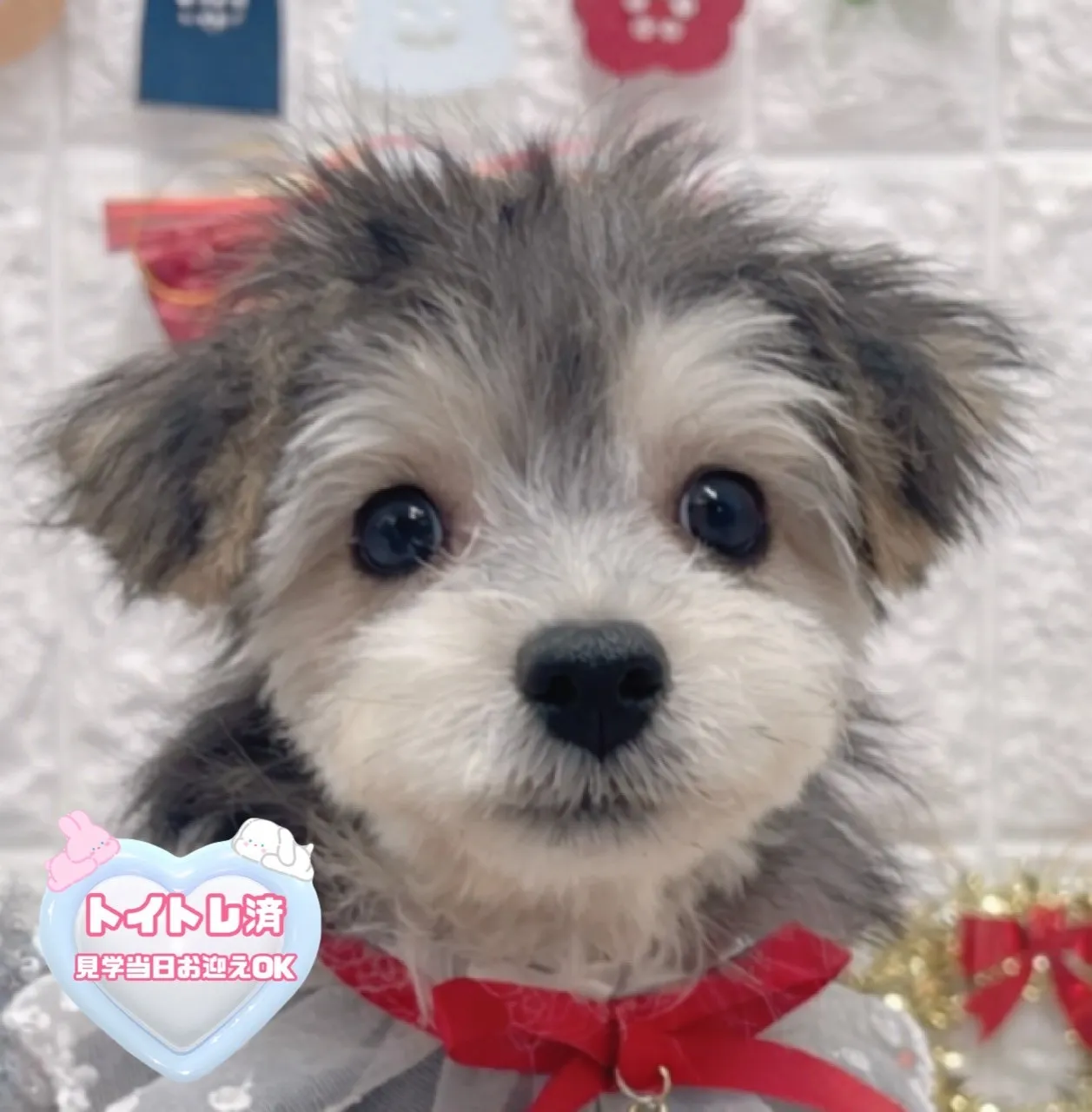 ご家族が決まりましたビションヨーキー♂ブラックタン