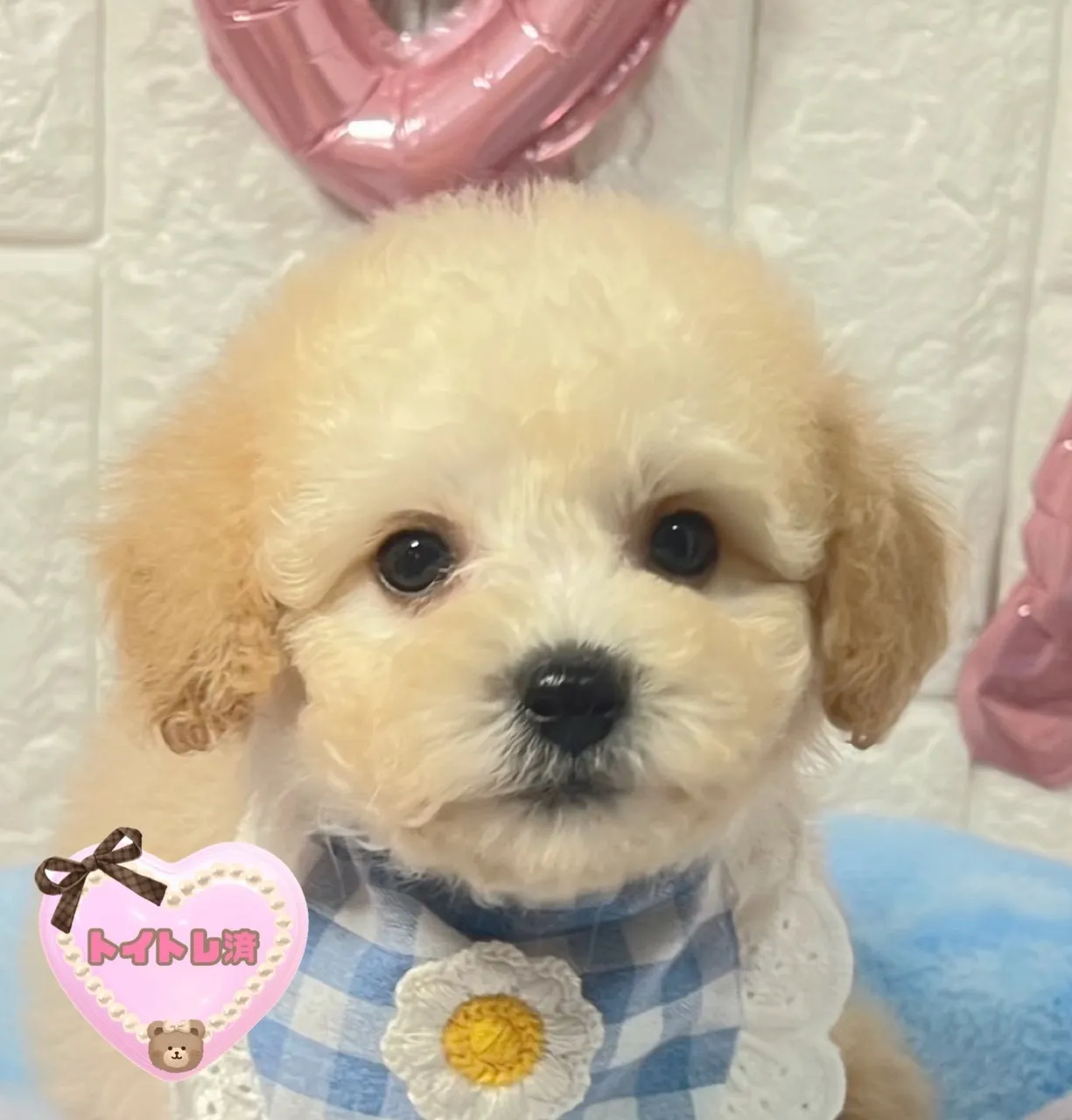 ご家族が決まりましたビションプー♂ペールフォーン