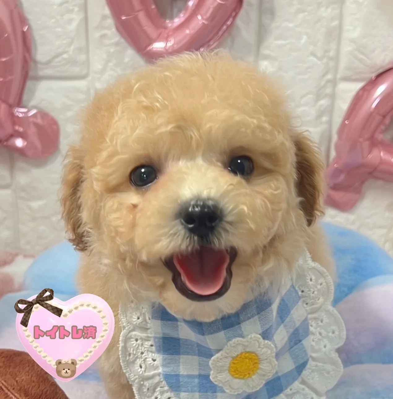 ビションプー♂ミルクティー