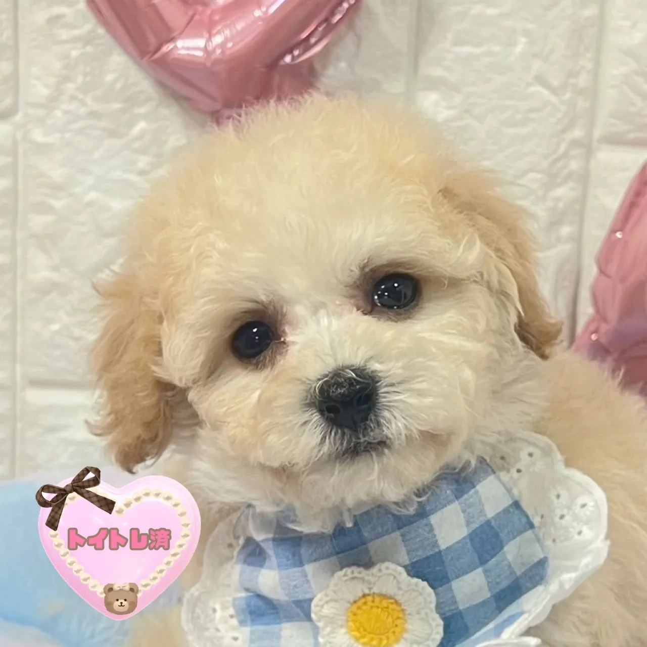 ビションプー♂ペールフォーン