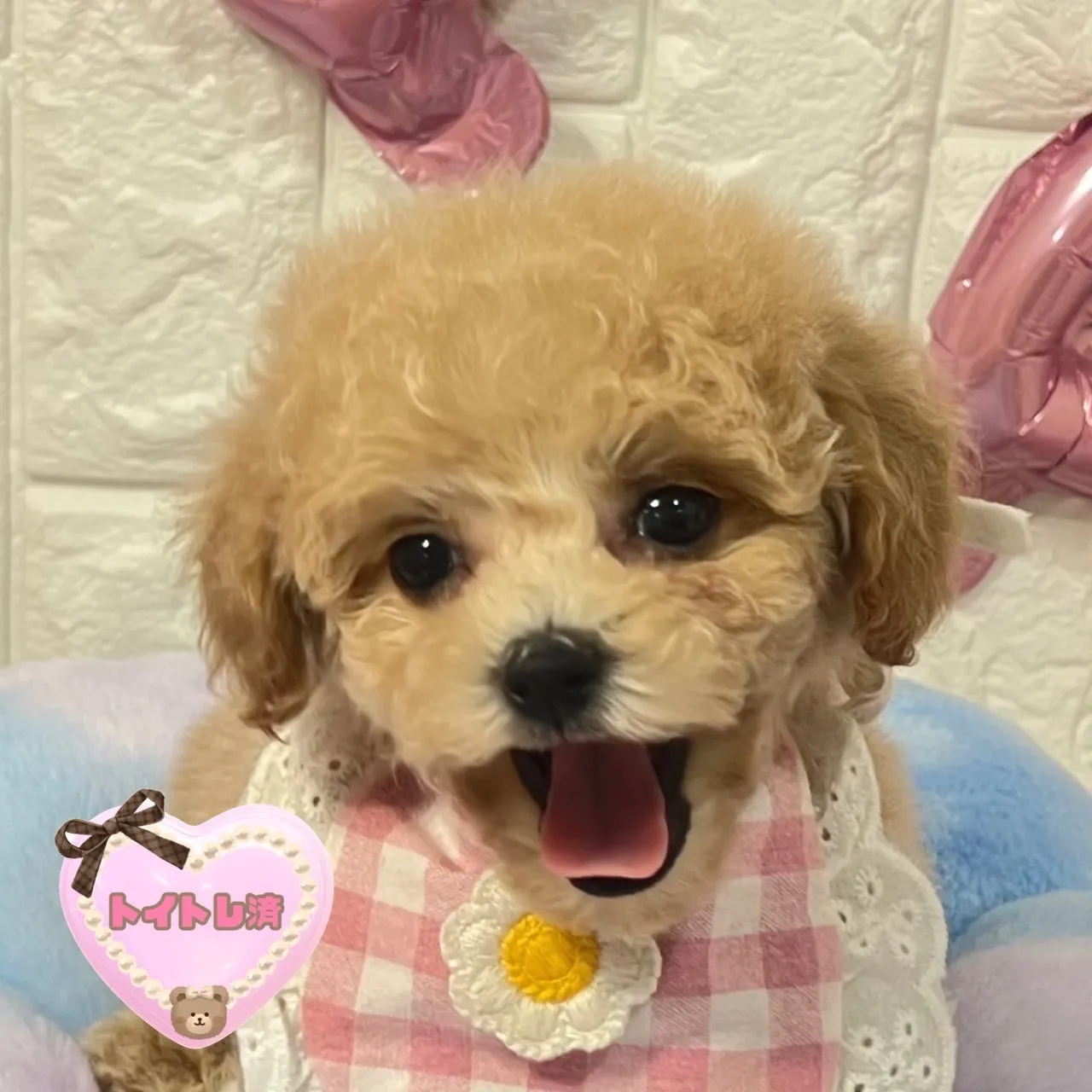 ご家族が決まりましたビションプー♀ミルクティー