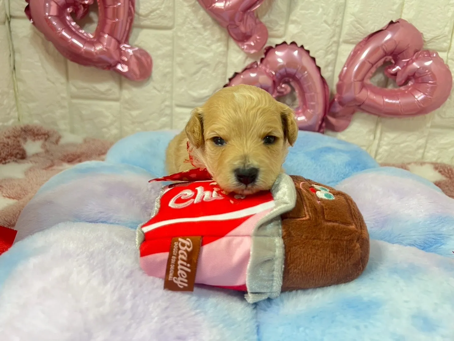 ビションプー♀ミルクティー