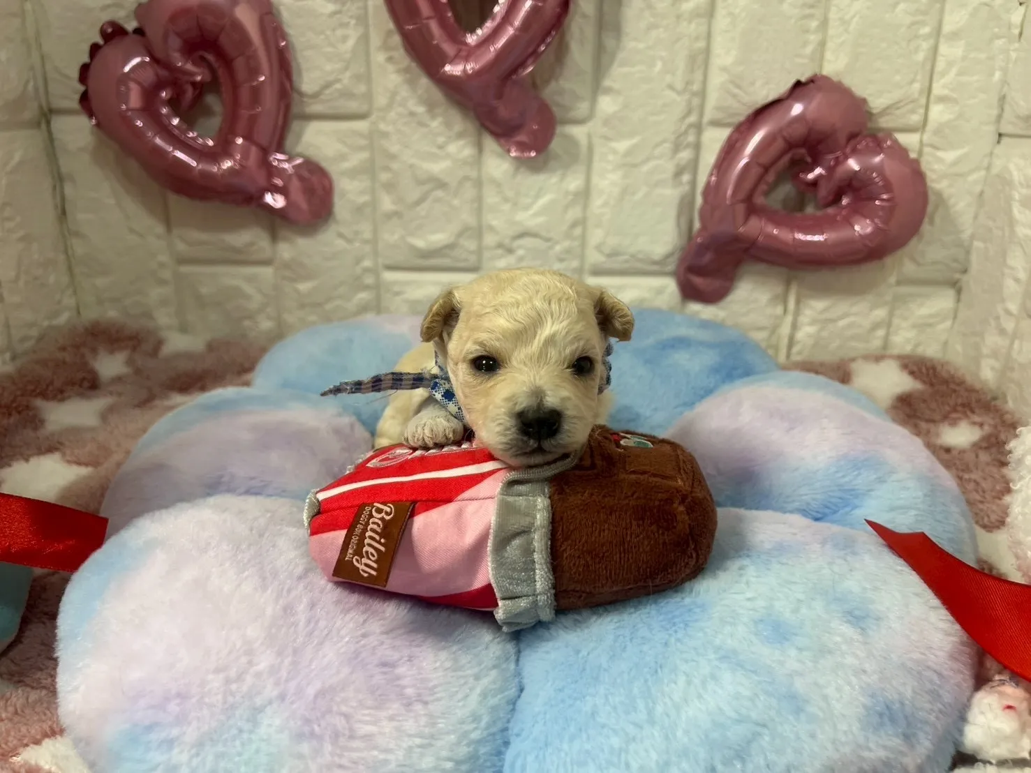 ビションプー♂シャンパンゴールド