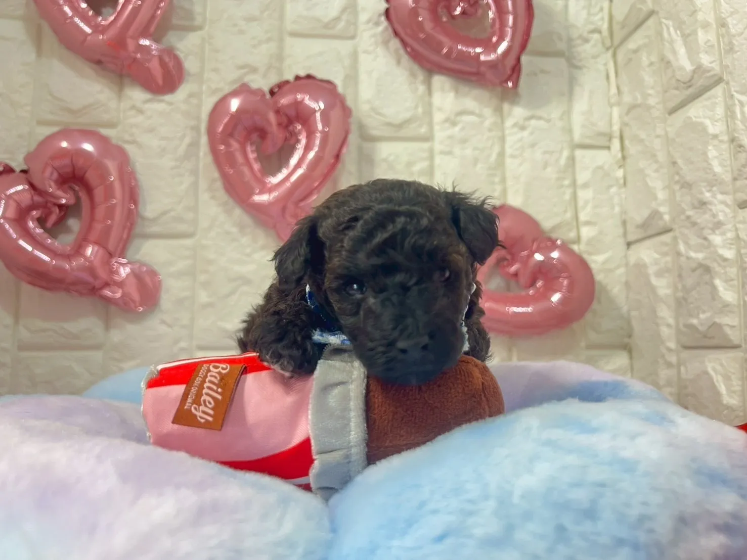 トイプードル トイ♂ ブラック&ブラウン